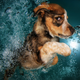Illustration for article titled Theres emNOTHING/em cuter than these puppies swimming underwater